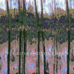 “Florida Photogenesis”, FSU Art Museum, catalog