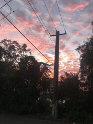 Wires and Poles with Still Life