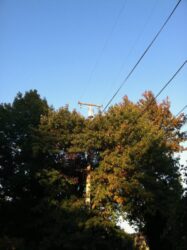 Wires and Poles with Still Life